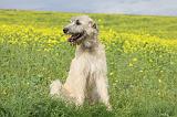IRISH WOLFHOUND 049